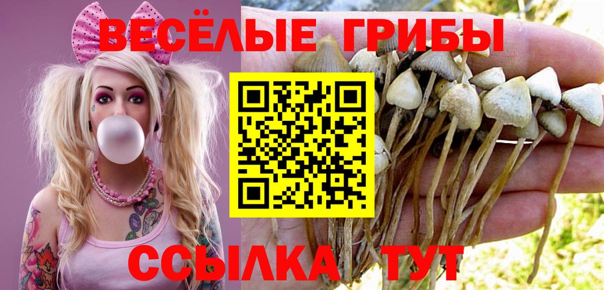 Галлюциногенные грибы Psilocybe  Вход с VPN  Бутурлиновка  Галлюциногенные грибы мицелий 
